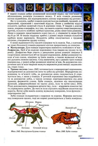 У черепі ссавців добре розвинений мозковий відділ, що пов’язано зі
збільшенням розмірів головного мозку. У всіх ссавців розвинені"
кістки піднебіння, які відокремлюють носову порожнину від ротової.
Як і у плазунів, хребет ссавців поділяється на шийний, грудний, по­
перековий, крижовий і хвостовий відділи. Лише у шийному відділі
кількість хребців зазвичай стала й дорівнює семи. У тварин з довгою
шиєю, зокрема в жирафів, та у тих, що мають коротку шию (наприклад,
кротів), кількість шийних хребців однакова, різна лише їхня довжина.
Лише в окремих представників класу (як-от, у лінивців) їх може бути
від 6 до 10. В інших відділах хребта у різних видів ссавців кількість
хребців може варіювати. Більшість ребер сполучається з грудною
кісткою, утворюючи грудну клітку.
Є певні відмінності й у скелеті кінцівок та їх поясів. Так, у плечово­
му поясі більшості ссавців воронячі кістки приростають до лопатки.
■ Мускулатура. Для ссавців характерна наявність особливого м’яза -
діафрагми. Цей м ’яз поділяє порожнину тіла тварин на грудну та че­
ревну. Діафрагма бере участь у дихальних рухах ссавців: завдяки її
скороченню змінюється об’єм грудної порожнини. Добре розвинені та­
кож м’язи спини, кінцівок та їхніх поясів, а також жувальні м ’язи,
які рухають нижню щелепу. Слід зазначити, що у деяких груп ссавців
(наприклад, у мавп) добре розвинені мімічні м’язи. За допомогою ско­
рочення цих м’язів тварини можуть виражати різні емоції: задоволен­
ня, страх тощо.
■ Травна система (мал. 242) починається з передротової порожнини,
відокремленої за допомогою ясен та зубів від ротової. Передротова по­
рожнина та м ’ясисті губи, за допомогою яких схоплюється й утри­
мується їжа, є лише у ссавців. У ротовій порожнині їжа подрібнюєть­
ся за допомогою зубів, а також починає перетравлюватися під дією
травних ферментів слини. Зуби ссавців, залежно від виконуваних
функцій, диференційовані на групи: різці, ікла та кутні (мал. 243).
Різці допомагають тваринам зрізати їжу, ікла - відривати шматки їжі
та утримувати здобич. До того ж ікла слугують надійним захистом від
ворогів. Кутні зуби мають плоску жувальну поверхню, їхня функція -
перетирання їжі.
Зуби ссавців складаються з коронки та кореня. Коронка виступає
над поверхнею щелеп, тоді як корені розміщуються у їхніх комірках.
Шлунок Нирка
Кишечник
Серце
Печінка Сечовий міхур
Легені
Хижий зуб
Кутні іКла
Мал. 242. Внутрішня будова ссавця Мал. 243. Зуби ссавця
227
 