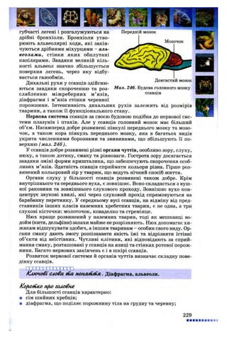 губчасті легені і розгалужуються на Передній мозок
дрібні бронхіоли. Бронхіоли утво­
рюють альвеолярні ходи, які закін­
чуються дрібними міхурцями - аль­
веолами, стінки яких обплутані
капілярами. Завдяки великій кіль­
кості альвеол значно збільшується
поверхня легень, через яку відбу­
вається газообмін.
Дихальні рухи у ссавців здійсню­
ються завдяки скороченню та роз- Мал. 246. Будова головного мозку
слабленню міжреберних м ’язів, ссавців
діафрагми і м’язів стінки черевної
порожнини. Інтенсивність дихальних рухів залежить від розмірів
тварини, а також її функціонального стану.
Нервова система ссавців за своєю будовою подібна до нервової сис­
теми плазунів і птахів. Але у ссавців головний мозок має більший
об’єм. Насамперед добре розвинені півкулі переднього мозку та мозо­
чок, а також кора півкуль переднього мозку, яка в багатьох видів
укрита численними борознами та звивинами, що збільшують її по­
верхню ( мал. 246).
У ссавців добре розвинені різні органи чуттів, особливо зору, слуху,
нюху, а також дотику, смаку та рівноваги. Гострота зору досягається
завдяки зміні форми кришталика, що забезпечують скорочення особ­
ливих м’язів. Здатність ссавців сприймати кольори різна. Гірше роз­
винений кольоровий зір у тварин, що ведуть нічний спосіб життя.
Органи слуху у більшості ссавців розвинені також добре. Крім
внутрішнього та середнього вуха, є зовнішнє. Воно складається з вуш­
ної раковини та зовнішнього слухового проходу. Зовнішнє вухо кон­
центрує звукові хвилі, які через слуховий прохід спрямовуються на
барабанну перетинку. У середньому вусі ссавців, на відміну від пред­
ставників інших класів наземних хребетних тварин, є не одна, а три
слухові кісточки: молоточок, коваделко та стремінце.
Нюх краще розвинений у наземних тварин, тоді як мешканці во­
дойм (кити, дельфіни) запахи майже не розрізняють. Нюх допомагає хи­
жакам відшукувати здобич, а іншим тваринам - особин свого виду. Ор­
гани смаку дають змогу розпізнавати якість їжі та відрізняти їстівні
об’єкти від неїстівних. Чутливі клітини, які відповідають за сприй­
мання смаку, розташовані у ссавців на язиці та стінках ротової порож­
нини. Багато нервових закінчень є і в шкірі ссавців.
Розвиток нервової системи й органів чуттів визначає складну пове­
дінку ссавців.
Ш [Х £ Х П Х £ Х О Ш
клю чові слова ніа понл/нгіїл . Діафрагма, альвеоли.
Ко^іоінко nfio головне
Для більшості ссавців характерно:
■ сім шийних хребців;
■ діафрагма, що поділяє порожнину тіла на грудну та черевну;
229
 