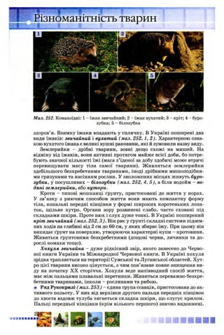 Мал. 252. Комахоїдні: 1 - їжак звичайний; 2 - їжак вухатий; 3 - кріт; 4 - буро-
зубка; 5 - білозубка
здоров’я. Взимку їжаки впадають у сплячку. В Україні поширені два
види їжаків: звичайний і вухатий (мал. 252, 1 ,2 ). Характерною озна­
кою вухатого їжака є великі вушні раковини, які й зумовили назву виду.
Землерийки - дрібні тварини, зовні дещо схожі на мишей. На
відміну від їжаків, вони активні протягом майже всієї доби, бо потре­
бують значної кількості їжі (маса з’їденої за добу здобичі може втричі
перевищувати масу тіла самої тварини). Живляться землерийки
здебільшого безхребетними тваринами, іноді дрібними мишоподібни­
ми гризунами та насінням рослин. У зволожених місцях живуть буро-
зубки, у посушливих - білозубки (мал. 252, 4, 5 ), а біля водойм - во­
дяні землерийки, або кутори.
Кроти - типові мешканці ґрунту, пристосовані до життя у норах.
У зв’язку з риючим способом життя вони мають компактну форму
тіла, копальні передні кінцівки у формі широких коротеньких лопа­
ток, щільне хутро. Органи зору розвинені слабо, часто сховані під
складками шкіри. Проте нюх і слух дуже тонкі. В Україні поширений
кріт звичайний (мал. 252, 3). Він риє у ґрунті складні системи підзем­
них ходів на глибині від 2 см до 60 см, у яких збирає їжу. При цьому він
викидає ґрунт на поверхню, утворюючи характерні купи - кротовини.
Живиться ґрунтовими безхребетними (дощові черви, личинки та до­
рослі комахи тощо).
Х охуля звичайна - дуже рідкісний звір, якого занесено до Черво­
ної книги України та Міжнародної Червоної книги. В Україні хохуля
зрідка трапляється на території Сумської та Луганської областей. Хут­
ро цієї тварини високо цінується, з чим пов’язане повне знищення ви­
ду на початку X X сторіччя. Хохуля веде напівводний спосіб життя,
має між пальцями плавальні перетинки. Живиться переважно безхре­
бетними тваринами, інколи - рослинами та рибою.
■ Ряд Рукокрилі (мал. 253) - єдина група ссавців, пристосована до ак­
тивного польоту. У них від верхівки другого пальця передніх кінцівок
до хвоста вздовж тулуба тягнеться складка шкіри, що слугує крилом.
Пальці передньої кінцівки (крім вільного першого) значно видовжені.
 