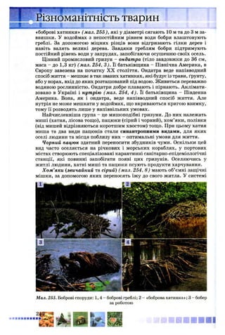 i“ T T W F 3rayp r r !T ^ III llllll IIINI I I III ^ . ;
V-'-f : | f | ' І Щ
Різноманітність тварин
«боброві хатинки» ( мал. 255), які у діаметрі сягають 10 м та до 3 м за­
ввишки. У водоймах з непостійним рівнем води бобри влаштовують
греблі. За допомогою міцних різців вони відгризають гілки дерев і
навіть валять великі дерева. Завдяки греблям бобри підтримують
постійний рівень води у запрудах, запобігаючи осушенню своїх осель.
Цінний промисловий гризун - ондатра (тіло завдовжки до 36 см,
маса - до 1,3 кг) (мал. 254, 3). Її батьківщина - Північна Америка, в
Європу завезена на початку X X століття. Ондатра веде напівводний
спосіб життя - мешкає в так званих хатинках, які будує із трави, ґрунту,
або у норах, вхід до яких розташований під водою. Живиться переважно
водяною рослинністю. Ондатри добре плавають і пірнають. Аклімати­
зовано в Україні і нутрію (мал. 254, 4 ). Її батьківщина - Південна
Америка. Вона, як і ондатра, веде напівводний спосіб життя. Але
нутрія не може мешкати у водоймах, що вкриваються кригою взимку,
тому її розводять лише у напіввільних умовах.
Найчисленніша група - це мишоподібні гризуни. До них належать
миші (хатня, лісова тощо), пацюки (сірий і чорний), хом’яки, полівки
(від мишей відрізняються коротшим хвостом) тощо. При цьому хатня
миша та два види пацюків стали синантропними видами, для яких
оселі людини та місця поблизу них - оптимальні умови для життя.
Чорний пацюк здатний переносити збудників чуми. Оскільки цей
вид часто оселяється на річкових і морських кораблях, у портових
містах створюють спеціалізовані карантинні санітарно-епідеміологічні
станції, які повинні запобігати появі цих гризунів. Оселяючись у
житлі людини, хатні миші та пацюки псують продукти харчування.
Х ом ’яки (звичайний та сірий) ( мал. 254, 8 ) мають об’ємні защічні
мішки, за допомогою яких переносять їжу до свого житла. У системі
Мал. 255. Боброві споруди: 1 ,4 - боброві греблі; 2 - «боброва хатинка»; 3 - бобер
за роботою
 
