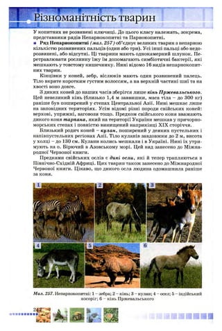 У копитних не розвинені ключиці. До цього класу належать, зокрема,
представники рядів Непарнокопитні та Парнокопитні.
■ Ряд Непарнокопитні (мал. 257) об’єднує великих тварин з непарною
кількістю розвинених пальців (один або три). Усі інші пальці або недо­
розвинені, або відсутні. Ці тварини мають однокамерний шлунок. Пе­
ретравлювати рослинну їжу їм допомагають симбіотичні бактерії, які
мешкають у товстому кишечнику. Нині відомо 16 видів непарнокопит-
них тварин.
Кінцівки у коней, зебр, віслюків мають один розвинений палець.
Тіло вкрите коротким густим волоссям, а на верхній частині шиї та на
хвості воно довге.
З диких коней до наших часів зберігся лише кінь Пржевальського.
Цей невеликий кінь (близько 1,4 м заввишки, маса тіла - до 300 кг)
раніше був поширений у степах Центральної Азії. Нині мешкає лише
на заповідних територіях. Усім відомі різні породи свійських коней:
верхові, упряжні, ваговози тощо. Предком свійського коня вважають
дикого коня тарпана, який на території України мешкав у причорно­
морських степах і повністю винищений наприкінці XIX сторіччя.
Близький родич коней - кулан, поширений у деяких пустельних і
напівпустельних регіонах Азії. Тіло куланів завдовжки до 2 м, висота
у холці - до 130 см. Кулани колись мешкали і в Україні. Нині їх утри­
мують на о. Бірючий в Азовському морі. Цей вид занесено до Міжна­
родної Червоної книги.
Предками свійських ослів є дикі осли, які й тепер трапляються в
Північно-Східній Африці. Цих тварин також занесено до Міжнародної
Червоної книги. Цікаво, що дикого осла людина одомашнила раніше
за коня.
ізноманітність тварин
Мал. 257. Непарнокопитні: 1- зебра; 2 - кінь; 3 - кулан; 4 - осел; 5 - індійський
носоріг; 6 - кінь Пржевальського
 