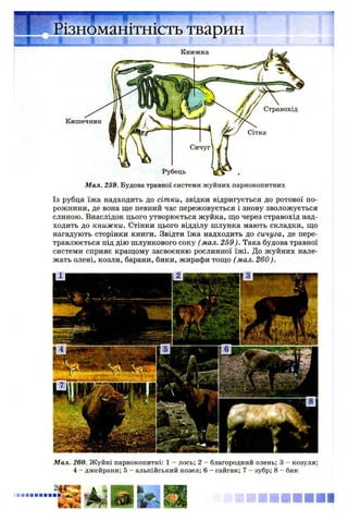 Різноманітність тварин
Мал. 259. Будова травної системи жуйних парнокопитних
Із рубця їжа надходить до сітки, звідки відригується до ротової по­
рожнини, де вона ще певний час пережовується і знову зволожується
слиною. Внаслідок цього утворюється жуйка, що через стравохід над­
ходить до книжки. Стінки цього відділу шлунка мають складки, що
нагадують сторінки книги. Звідти їжа надходить до сичуга, де пере­
травлюється під дію шлункового соку ( мал. 259). Така будова травної
системи сприяє кращому засвоєнню рослинної їжі. До жуйних нале­
жать олені, козли, барани, бики, жирафи тощо (мал. 260).
Мал. 260. Жуйні парнокопитні: 1 - лось; 2 - благородний олень; 3 - козуля;
4 - джейрани; 5 - альпійський козел; 6 - сайгак; 7 - зубр; 8 - бик
 
