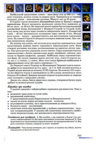 Найбільший представник оленів - лось (маса тіла до 600 кг) - має
довгі кінцівки, велику голову та широкі роги. Тримаються ці тварини
поодинці, рідше - невеликими групами. Живуть лосі до 25 років.
В Україні також мешкають благородний олень (у Криму) і козуля
європейська. Козулі нагадують маленьких оленів (тіло заввишки до
90 см, маса - до 40 кг). На території нашої країни був акліматизований
плямистий олень (поширений у Південно-Східній та Східній Азії).
Таку назву вид дістав через плямисте забарвлення шерсті. Плямистий
олень - об’єкт мисливського полювання через смачне м’ясо. Молоді
роги оленів - панти - використовують для виготовлення тонізуючих
ліків. На півночі Євразії й Америки поширені північні олені. Цих тва­
рин одомашнила людина.
На відміну від оленів, чиї кісткові роги щорічно замінюються, інші
представники жуйних мають порожнисті нерозгалужені роги. Вони
утворені роговими чохлами, розташованими на виростах кісток чере­
па. Такі роги ростуть упродовж усього життя. Серед порожнисторогих
парнокопитних є багато промислових видів: джейрани, сайгаки, дикі
козли та барани (муфлони, архари). Найбільші серед порожнисторо­
гих бики. Ці сильні тварини мають могутнє тіло, товсті й короткі ро­
ги, які є і у самців, і у самок. Маса тіла самців буйволів індійського й
африканського сягає або навіть перевищує 1 т.
До Червоної книги України та Міжнародної Червоної книги занесе­
но зубра (тіло завдовжки до 3 м, маса - до 1 т). Цей лісовий велетень в
Україні вільно мешкав до початку XVIII сторіччя. На початку X X сторіч­
чя він зберігся тільки в заповідниках (у 20-х роках залишилося лише
близько 50 особин!). Завдяки заходам охорони та розселенню ці тварини
нині поширені у природних умовах.
Диких кіз, овець, биків приручила людина, створивши багато порід
дрібної та великої рогатої худоби.
Kofiotn/co nfio головне
У раціоні гризунів і зайцеподібних переважає рослинна їжа. Тому в
них:
■ розвинені лише різці та кутні зуби;
■ видовжений кишечник.
У представників рядів Парнокопитні та Непарнокопитні:
■ пальці на ногах вкриті роговим чохлом - копитом;
■ не розвинені ключиці, що є пристосуванням до швидкого бігу;
■ більшість видів - рослиноїдні;
■ кишечник копитних видовжений, у жуйних парнокопитних - шлу­
нок чотирикамерний. У шлунку або кишечнику мешкають симбіо­
тичні мікроорганізми, які допомагають перетравлювати їжу.
Запи/пання для KOHritfWAJO. 1. Що подібне, а що відмінне у будові тіла гри­
зунів і зайцеподібних? 2. Які риси притаманні копитним тваринам? 3. Чим
відрізняються представники парнокопитних від непарнокопитних? 4. Яка
роль копитних ссавців у природі та житті людини?
Jlcuiifucgiune. Чим можна пояснити, що у кролів, на відміну від зайців, малята
народжуються безпомічними?
245
 