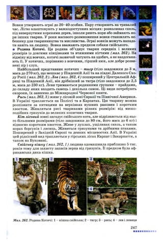 Вовки утворюють зграї до 20-40 особин. Пару створюють на тривалий
час. Лігво влаштовують у важкодоступних місцях: розколинах скель,
під вивернутими коренями дерев, інколи риють нори або займають но­
ри інших тварин. У роки масового розмноження вовки становлять не­
безпеку для тваринництва та мисливства. Зграї вовків можуть напада­
ти навіть на людину. Вовка вважають предком собаки свійського.
■ Родина Котячі. Ця родина об’єднує тварин середніх і великих
розмірів із довгими кінцівками та втяжними кігтями (мал. 262). На
відміну від вовчих, котячі зазвичай чатують на здобич, а не наздоганя­
ють її. У котячих, порівняно з вовчими, гірший нюх, але добре розви­
нені зір і слух.
Найбільший представник котячих - тигр (тіло завдовжки до 3 м,
маса до 270 кг), що мешкає у Південній Азії та на півдні Далекого Схо­
ду Росії (мал. 262, 2). Лев (мал. 262, 4 ) поширений у Центральній Аф­
риці та Південній Азії, він дрібніший за тигра (тіло завдовжки до 2,5
м, маса до 230 кг). Леви тримаються родинними групами - прайдами,
до складу яких входить самець і декілька самок. Ці види потребують
охорони, їх занесено до Міжнародної Червоної книги.
Рись (мал. 262, 3) живе у лісовій зоні Євразії та Північної Америки.
В Україні трапляється на Поліссі та в Карпатах. Цю тварину можна
розпізнати за китицями на верхівках вушних раковин і коротким
хвостом. Ж ивляться рисі тваринами різних розмірів: від мишо­
подібних гризунів до великих копитних тварин.
Кіт лісовий зовні нагадує свійського кота, але відрізняється від ньо­
го більшими розмірами (тіло завдовжки до 80 см, його маса до 6 кг) і
відносно коротким хвостом. Живе у дуплах, ущілинах скель, а також
норах борсуків і лисиць. Живиться гризунами та дрібними птахами.
Поширений у Західній Європі та деяких місцевостях Азії. В Україні
цей рідкісний вид трапляється у гірських лісах Карпат і Закарпаття, а
також на Буковині.
Свійську кішку (мал. 262,1) людина одомашнила приблизно 5 тис.
років тому для захисту запасів зерна від гризунів. Її предком була аф­
риканська дика кішка.
М ал. 262. Родина Котячі: 1 - кішка свійська; 2 - тигр; 3 - рись; 4 - лев і левиця
247
 