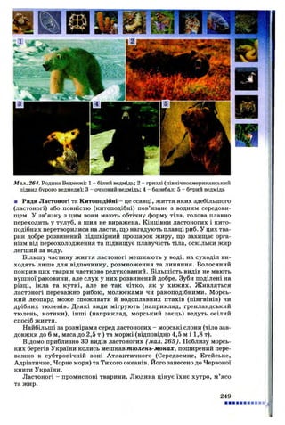 Мал. 264. Родина Ведмежі: 1 - білий ведмідь; 2 - гризлі (північноамериканський
підвид бурого ведмедя); 3 - очковий ведмідь; 4 - барибал; 5 - бурий ведмідь
■ Ряди Ластоногі та Китоподібні - це ссавці, життя яких здебільшого
(ластоногі) або повністю (китоподібні) пов’язане з водним середови­
щем. У зв’язку з цим вони мають обтічну форму тіла, голова плавно
переходить у тулуб, а шия не виражена. Кінцівки ластоногих і кито­
подібних перетворилися на ласти, що нагадують плавці риб. У цих тва­
рин добре розвинений підшкірний прошарок жиру, що захищає орга­
нізм від переохолодження та підвищує плавучість тіла, оскільки жир
легший за воду.
Більшу частину життя ластоногі мешкають у воді, на суходіл ви­
ходять лише для відпочинку, розмноження та линяння. Волосяний
покрив цих тварин частково редукований. Більшість видів не мають
вушної раковини, але слух у них розвинений добре. Зуби поділені на
різці, ікла та кутні, але не так чітко, як у хижих. Живляться
ластоногі переважно рибою, молюсками чи ракоподібними. Морсь­
кий леопард може споживати й водоплавних птахів (пінгвінів) чи
дрібних тюленів. Деякі види мігрують (наприклад, гренландський
тюлень, котики), інші (наприклад, морський заєць) ведуть осілий
спосіб життя.
Найбільші за розмірами серед ластоногих - морські слони (тіло зав­
довжки до 6 м, маса до 2,5 т ) та моржі (відповідно 4,5 м і 1,8 т).
Відомо приблизно ЗО видів ластоногих (мал. 265). Поблизу морсь­
ких берегів України колись мешкав тюлень-монах, поширений пере­
важно в субтропічній зоні Атлантичного (Середземне, Егейське,
Адріатичне, Чорне моря) та Тихого океанів. Його занесено до Червоної
книги України.
Ластоногі - промислові тварини. Людина цінує їхнє хутро, м’ясо
та жир.
1
249
 