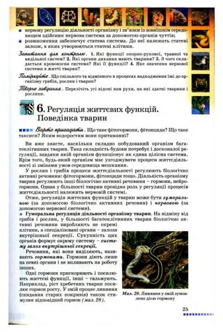 ■ нервову регуляцію діяльності організму і зв’язки із зовнішнім середо­
вищем здійснює нервова система за допомогою органів чуттів;
■ розмноження забезпечує статева система. До неї належать статеві
залози, в яких утворюються статеві клітини.
Запшпання для ісоніп/іолю. 1. Які функції опорно-рухової, травної та
видільної систем? 2. Які органи дихання мають тварини? 3. З чого скла­
дається кровоносна система? Які її функції? 4. Яке значення нервової
системи в житті тварин?
Jlouiifiicijuiiie. Що спільного та відмінного в процесах надходження їжі до ор­
ганізму грибів, рослин і тварин?
Лїво/гче завдання . Перелічіть усі відомі вам рухи, на які здатні тварини і
рослини.
6 . Регуляція життєвих функцій.
Поведінка тварин
■ ■ ■ ■ /За/ино nfiuzagatnu. Що таке фітогормони, фітонциди? Що таке
таксиси? Яким водоростям вони притаманні?
Ви вже знаєте, наскільки складно побудований організм бага­
токлітинних тварин. Така складність будови потребує і досконалої ре­
гуляції, завдяки якій організм функціонує як єдина цілісна система.
Крім того, будь-який організм має узгоджувати процеси життєдіяль­
ності зі змінами умов середовища мешкання.
У рослин і грибів процеси життєдіяльності регулюють біологічно
активні речовини: фітогормони, фітонциди тощо. Діяльність організму
тварин регулюють інші біологічно активні речовини - гормони, нейро-
гормони. Однак у більшості тварин провідна роль у регуляції процесів
життєдіяльності належить нервовій системі.
Отже, регуляція життєвих функцій у тварин може бути гумораль­
ною (за допомогою біологічно активних речовин) і нервовою (за
допомогою нервової системи).
■ Гуморальна регуляція діяльності організму тварин. На відміну від
грибів і рослин, у більшості багатоклітинних тварин біологічно ак­
тивні речовини виробляють не окремі
клітини, а спеціалізовані органи - залози
внутрішньої секреції. Сукупність цих
органів формує окрему систему - систе­
му залоз внутрішньої секреції.
Речовини, які вони виділяють, нази­
вають гормонами. Гормони діють лише
на певні органи і не впливають на роботу
інших.
Одні гормони прискорюють і посилю­
ють життєві функції, інші - гальмують.
Наприклад, ріст хребетних тварин поси­
лює гормон росту. У змій процес линяння
(скидання старих покривів) також сти- Мал. 28. Линяння у змій зумов-
мулює відповідний гормон (мал. 28). лено дією Г0РМ0НУ
25
 