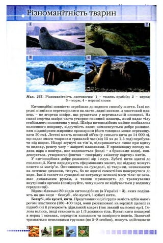 Мал. 265. Різноманітність ластоногих: 1 - тюлень-крабоїд; 2 - нерпа;
З - морж; 4 - морські слони
-’ізноманітність тварин
■ й І
•*»^- ' н
Китоподібні повністю перейшли до водного способу життя. їхні пе­
редні кінцівки перетворилися на ласти, задні зникли, а хвостовий пла­
вець - це згортка шкіри, що рухається у вертикальній площині. На
спині згортка шкіри часто утворює спинний плавець, який надає тілу
стабільного положення у воді. Шкіра китоподібних майже позбавлена
волосяного покриву, відсутність якого компенсується добре розвине­
ним підшкірним жировим прошарком (його товщина може перевищу­
вати 50 см). Легені мають великий об’єм (у синього кита до 14 000 л),
що надає змоги тваринам тривалий час (від 15 хв до 1,5 год) перебува­
ти під водою. Ніздрі зсунуті на тім’я, відкриваються лише при вдиху
та видиху, решту часу - закриті клапанами. У прохолодну погоду во­
дяна пара з повітря, яке видихається (іноді - з бризками води), кон­
денсується, утворюючи фонтан - своєрідну «візитну картку» китів.
У китоподібних добре розвинені зір і слух. Зубаті кити здатні до
ехолокації. Кити народжують сформованих малят, що відразу можуть
плисти за матір’ю. Опинившись на суходолі, ці тварини, незважаючи
на легеневе дихання, гинуть, бо не здатні самостійно повернутися до
води. їхній скелет на суходолі не витримує великої маси тіла: це зава­
жає дихальним рухам, а також призводить до травмування
внутрішніх органів (поміркуйте, чому цього не відбувається у водному
середовищі).
Відомо близько 80 видів китоподібних (в Україні - 3), яких поділя­
ють на два види - беззубі, або вусаті, і зубаті кити.
Беззубі, або вусаті, кити. Представники цієї групи замість зубів мають
рогові пластинки (180-400 пар), вони розташовані на верхній щелепі та
піднебінні й утворюють цідильний апарат (так званий китовий вус). Го­
лова велика, іноді становить до 1/3 довжини тіла. Вусаті кити поширені
в морях і океанах, передусім холодного та помірного поясів. Зазвичай
тримаються невеликими групами (по 5-8 особин), можуть здійснювати
т ш ш і
 