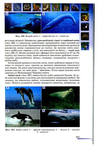 Мал. 267. Зубаті кити: 1 - афаліна чорноморська; 2 - білуха; 3 - косатка;
4 - кашалот
Мал. 266. Беззубі кити: 1 - горбатий кит; 2 - синій кит
регулярні міграції. Наприклад, гренландський, сірий та горбатий кити
(мал. 266, 1) живляться планктоном, проціджуючи через китовий вус
значну кількість води. Проціджена їжа (переважно планктонні рачки) за
допомогою язика спрямовується до глотки. До вусатих китів нале­
жить найбільша тварина з усіх, що мешкають на Землі, - синій кит
(мал. 266,2). Великі розміри має і фінвал (тіло завдовжки до 27 м). На
відміну від синього кита, який живиться виключно дрібними планк­
тонними ракоподібними, фінвал споживає головоногих молюсків і
дрібну рибу.
Інтенсивний промисел вусатих китів, яких здобували заради м’яса,
жиру та китового вуса, призвів до значного зменшення чисельності
цих тварин. На деякі види (наприклад, синього кита) полювання забо­
ронено взагалі, на інші види - обмежене. П’ять видів вусатих китів
занесено до Міжнародної Червоної книги.
Зубаті кити (мал. 267) мають багато зубів однакової будови. Ці зу­
би конічної форми і слугують для захоплення й утримання здобичі. Це
хижаки, що живляться рибою, головоногими молюсками, тюленями
тощо. Можуть розвивати значну швидкість (косатка, наприклад, до
251
 