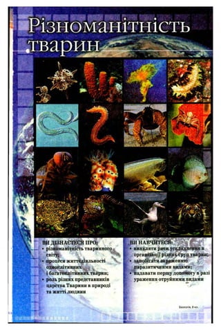 ВИ ДІЗНАЄТЕСЯ ПРО:
• різноманітність тваринного
світу;
• процеси життєдіяльності
одноклітинних
і багатоклітинних тварин;
• роль різних представників
царства Тварини в природі
та житті людини
ВИ НАВЧИТЕСЯ:
>виявляти риси ускладнення в
організації різних груп тварин;
' запобігати зараженню
паразитичними видами;
■надавати першу допомогу в разі
ураження отруйними видами
Біологія, 8 кл.
 