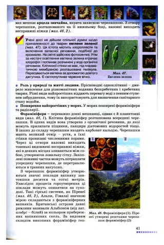 мах мешкає арцела звичайна, вкрита захисною черепашкою. З отвору
черепашки, розташованого на її нижньому боці, назовні виходять
несправжні ніжки ( мал. 46, 2).
Учені досі не дійшли спільної думки щодо
приналежності до тварин евглени зеленої
(мал. 47). Ця істота містить хлоропласти та
включення запасної речовини, подібної до
крохмалю. На світлі здійснює фотосинтез. Утім
за нестачі освітлення евглена зелена втрачає
хлорофіл і поглинає розчинені у воді органічні
речовини. Клітинної стінки не має, під плазма­
тичною мембраною розташована пелікула.
Пересувається евглена за допомогою довгого
джгутика. Є світлочутливе червоне вічко.
■ Роль у природі та житті людини. Прісноводні одноклітинні - дже­
рело живлення для різноманітних водяних безхребетних і хребетних
тварин. Різні види найпростіших віддають перевагу воді з певним ступе­
нем забруднення, тому їх використовують для визначення санітарного
стану водойм.
■ Поширення найпростіших у морях. У морях поширені форамініфери
та радіолярії.
Форамініфери —переважно донні мешканці, однак є й планктонні
види (мал. 48, 1). Клітина форамініфер розташована всередині чере­
пашки. В одних видів вона утворена з органічної речовини, до якої
можуть прилипати піщинки, панцири діатомових водоростей тощо.
В інших до складу черепашки входить карбонат кальцію. Черепашки
мають великий отвір - устя, а їхні
стінки пронизані численними порами.
Через ці отвори назовні виходять
тоненькі видовжені несправжні ніжки,
які в деяких місцях зливаються між со­
бою, утворюючи ловильну сітку. Захоп­
лені поживні частки можуть потрапляти
усередину черепашки, де перетравлю­
ються в травних вакуолях.
З черепашок форамініфер утворю­
ються значні поклади вапняку зав­
товшки десятки та сотні метрів.
Унаслідок процесів гороутворення ці
поклади можуть опинятися на сухо­
долі. Такі гірські системи, як Піренеї
(мал. 48, 2 ), Альпи, Гімалаї значною
мірою складаються з форамініферних
вапняків. Британські острови давні
римляни називали Альбіоном (від лат.
альбус - білий) за кольором прибереж­
них вапнякових скель. За видовим
складом викопних форамініфер гео-
Мал. 48. Форамініфери (1). Піре­
неї утворені рештками черепа­
шок форамініфер (2)
 