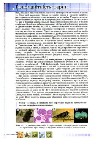 Різноманітність тваринШШШШЯШМІ і - I
мах, малярію вдалося майже повністю ліквідувати на теренах Європи
та Північної Америки. Однак останнім часом в Україні щорічно
реєструють сотні випадків захворювань на малярію. Її завозять люди,
які повертаються з країн, де поширене це захворювання. Зважаючи на
те, що в Україні мешкає кілька видів малярійних комарів, у нашій
країні постійно існує небезпека спалаху цієї вкрай небезпечної хвороби.
■ Дизентерійна амеба ( мал. 5 5 ,1 ) зазвичай мешкає в просвіті кишеч­
нику людини. Там вона живиться бактеріями і жодної шкоди ор­
ганізму хазяїна не завдає. Проте за певних умов дизентерійна амеба
може проникнути в стінки кишечнику, руйнуючи його клітини та спо­
живаючи еритроцити. Це призводить до утворення виразок на стінках
кишечнику та кривавого проносу. Назовні цисти паразита виходять
разом із каловими масами. В організм іншої людини цисти можуть
потрапити з сирою водою, немитими фруктами та овочами тощо.
■ Трипанозоми ( мал. 55, 2 ) мешкають у крові, лімфі, спинномозковій
рідині ссавців, а отже, й людини. Один з видів трипанозом спричиняє
в тропічній Африці смертельно небезпечне захворювання людини -
сонну хворобу. Захворювання супроводжується пропасницею,
слабкістю, напівпритомним станом (звідки і назва). Переносить три­
панозом муха цеце ( мал. 55, 3).
Сонна хвороба належить до захворювань з природною осередко-
ваністю, вчення про які розробили російський учений Є.Н. Павлов-
ський та український - Д.К. Заболотний. Вони довели, що в природі
існують осередки захворювань, на які страждають люди та свійські
тварини. Хазяї збудників цих хвороб - дикі тварини (для трипанозом
- це різні види антилоп). За участю переносників збудники з природ­
них осередків можуть передаватися людині та свійським тваринам.
Ще одним небезпечним захворюванням людини є токсоплазмоз.
Його збудник - токсоплазма - внутрішньоклітинний паразит (мал. 55,4),
який уражує нервову, ендокринну системи, лімфатичні вузли, м’язи.
Людина може заразитися, граючись із ураженою кішкою, на поверхні
тіла якої є цисти паразита. Інший шлях зараження - вживання в їжу
недостатньо термічно обробленого м’яса хворих тварин. Дослідження
показали, що не менш як 30-40 % мешканців нашої планети заражені
токсоплазмою. Але прояви захворювання реєструють значно рідше.
Отже, більшість людей, в організмі яких перебувають токсоплазми, -
це носії. Носії можуть передавати збудників захворювання здоровим
особинам.
Носій - особина, в організмі якої перебуває збудник захворюван­
ня, але хвороба не проявляється.
Мал. 55. 1 - дизентерійна амеба; 2 —трипанозоми серед еритроцитів людини;
З - кровосисна муха цеце; 4 - збудники токсоплазмозу —токсоплазми
 