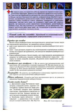 Ви повинні знати, як захистити себе від зараження паразитичними одно­
клітинними тваринами. Деяких із них переносять кровосисні кліщі та кома­
хи. Тому, коли ви перебуваєте в місцевостях, де вони поширені, слід якомо­
га більшу частину тіла захистити одягом, а відкриті місця обробити препа­
ратами, що відлякують кровосисних комах і кліщів. Необхідно також дотри­
муватися правил особистої гігієни: обережно поводитися зі свійськими
тваринами, частіше мити руки, не споживати сирої води або немитих
фруктів. Це зменшить ризик заразитися токсоплазмою, дизентерійною
амебою тощо. Не слід купатися в тих водоймах, де це заборонено. Там
можуть траплятися деякі види амеб, які, потрапивши в організм людини,
спричиняють запалення головного мозку.
кию чобі слова іпа понліпйія . Проміжний та остаточний хазяї,
носій, захворювання з природною осередкованістю.
KofiotHfco nfio головне
Багато видів найпростіших використовують організми інших видів
як середовище мешкання, не завдаючи шкоди хазяїну:
я одні з них приносять користь організму хазяїна (найпростіші-муту-
алісти);
■ інші - самі дістають користь від співіснування з організмом хазяїна,
якому ані користі не приносять, ані шкоди не завдають (найпростіші-
коменсали).
■ Серед найпростіших є багато видів, які спричиняють захворювання
людини та свійських тварин; особливо небезпечні серед них - ма­
лярія та сонна хвороба людини, збудників яких переносять крово­
сисні комахи.
Запи(Я.аш иі С/ЛЯ КОЯІп^іОЛЮ . 1. Що ви знаєте про непаразитичних най­
простіших, які співіснують з іншими тваринами? 2. Що вам відомо про ма­
лярію та її збудника? 3. Які організми називають остаточним і проміжним
хазяями? 4. Якої шкоди організму людини може завдавати дизентерійна
амеба? 5. Які організми називають носіями?
JloAiiftKlfUtiie. Як довести, що перебування в кишечнику термітів чи копит­
них корисне для мутуалістичних найпростіших?
ТЛво/гЧе завдан н я . Складіть пам’ятку-застереження про те, як уникнути
зараження паразитичними найпростішими.
ХочеіО е знагііи більш е?
я Джгутикові з роду Лептомонас пара­
зитують у вакуолях клітин, судинах і си­
топодібних трубках багатьох видів рос­
лин. Особливо шкодять вони кавовим
плантаціям, спричиняючи пожовтіння та
опадання листків. Уражені дерева мо­
жуть загинути впродовж кількох місяців.
■ Особлива група війчастих - сисні
інфузорії - у дорослому стані не руха­
ються і не мають війок(мал. 56). Від тіла Мал. 56. Сисні інфузорії
47
 