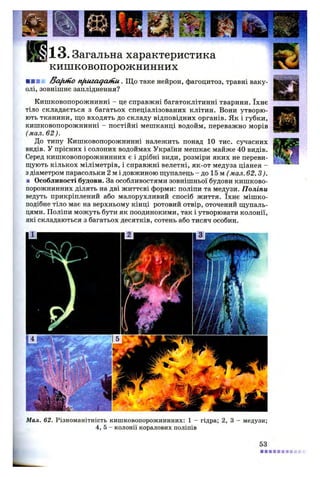 № 3 . Загальна характеристика
кишковопорожнинних
■шнк /3afuiio nftuiaqatnu . Щ о таке нейрон, фагоцитоз, травні ваку­
олі, зовнішнє запліднення?
Кишковопорожнинні - це справжні багатоклітинні тварини. їхнє
тіло складається з багатьох спеціалізованих клітин. Вони утворю­
ють тканини, що входять до складу відповідних органів. Як і губки,
кишковопорожнинні - постійні мешканці водойм, переважно морів
(мал. 62 ).
До типу Кишковопорожнинні належить понад 10 тис. сучасних
видів. У прісних і солоних водоймах України мешкає майже 40 видів.
Серед кишковопорожнинних є і дрібні види, розміри яких не переви­
щують кількох міліметрів, і справжні велетні, як-от медуза ціанея -
з діаметром парасольки 2 м і довжиною щупалець - до 15 м ( мал. 62, З).
■ Особливості будови. За особливостями зовнішньої будови кишково­
порожнинних ділять на дві життєві форми: поліпи та медузи. Поліпи
ведуть прикріплений або малорухливий спосіб життя. їхнє мішко­
подібне тіло має на верхньому кінці ротовий отвір, оточений щупаль­
цями. Поліпи можуть бути як поодинокими, так і утворювати колонії,
які складаються з багатьох десятків, сотень або тисяч особин.
Мал. 62. Різноманітність кишковопорожнинних: 1 - гідра; 2, 3 - медузи
4, 5 - колонії коралових поліпів
53
 