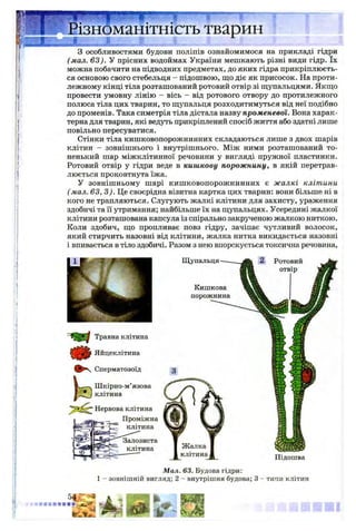 ізноманітність тварин
;;
З особливостями будови поліпів ознайомимося на прикладі гідри
(мал. 63). У прісних водоймах України мешкають різні види гідр. їх
можна побачити на підводних предметах, до яких гідра прикріплюєть­
ся основою свого стебельця - підошвою, що діє як присосок. На проти­
лежному кінці тіла розташований ротовий отвір зі щупальцями. Якщо
провести умовну лінію - вісь - від ротового отвору до протилежного
полюса тіла цих тварин, то щупальця розходитимуться від неї подібно
до променів. Така симетрія тіла дістала назву променевої. Вона харак­
терна для тварин, які ведуть прикріплений спосіб життя або здатні лише
повільно пересуватися.
Стінки тіла кишковопорожнинних складаються лише з двох шарів
клітин - зовнішнього і внутрішнього. Між ними розташований то­
ненький шар міжклітинної речовини у вигляді пружної пластинки.
Ротовий отвір у гідри веде в кишкову порожнину, в якій перетрав­
люється проковтнута їжа.
У зовнішньому шарі кишковопорожнинних є жалкі клітини
( мал. 63, 3). Це своєрідна візитна картка цих тварин: вони більше ні в
кого не трапляються. Слугують жалкі клітини для захисту, ураження
здобичі та її утримання; найбільше їх на щупальцях. Усередині жалкої
клітини розташована капсула із спірально закрученою жалкою ниткою.
Коли здобич, що пропливає повз гідру, зачіпає чутливий волосок,
який стирчить назовні від клітини, жалка нитка викидається назовні
і впивається в тіло здобичі. Разом з нею впорскується токсична речовина,
Щупальця
Кишкова
порожнина
Травна клітина
Яйцеклітина
@ >  Сперматозоїд
Шкірно-м’язова
клітина
■Нервова клітина
Проміжна
клітина
Залозиста
клітина
Мал. 63. Будова гідри:
1 - зовнішній вигляд; 2 - внутрішня будова; 3 - типи клітин
Підошва
 