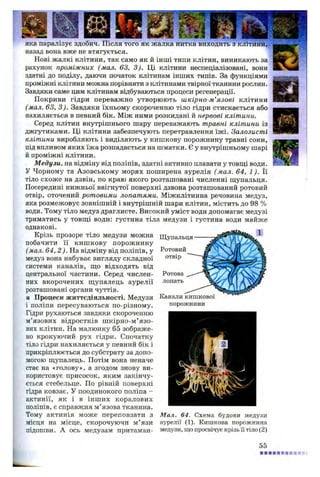 яка паралізує здобич. Після того як жалка нитка
назад вона вже не втягується.
Нові жалкі клітини, так само як й інші типи клітин, виникають за
рахунок проміжних (мал. 63, 3). Ці клітини неспеціалізовані, вони
здатні до поділу, даючи початок клітинам інших типів. За функціями
проміжні клітини можна порівняти з клітинами твірної тканини рослин.
Завдяки саме цим клітинам відбуваються процеси регенерації.
Покриви гідри переважно утворюють шкірно-м’язові клітини
(мал. 63, 3). Завдяки їхньому скороченню тіло гідри стискається або
нахиляється в певний бік. Між ними розкидані й нервові клітини.
Серед клітин внутрішнього шару переважають травні клітини із
джгутиками. Ці клітини забезпечують перетравлення їжі. Залозисті
клітини виробляють і виділяють у кишкову порожнину травні соки,
під впливом яких їжа розпадається на шматки. Є у внутрішньому шарі
й проміжні клітини.
М едузи, на відміну від поліпів, здатні активно плавати у товщі води.
У Чорному та Азовському морях поширена аурелія (мал. 64, 1). Її
тіло схоже на дзвін, по краю якого розташовані численні щупальця.
Посередині нижньої ввігнутої поверхні дзвона розташований ротовий
отвір, оточений ротовими лопатями. Міжклітинна речовина медуз,
яка розмежовує зовнішній і внутрішній шари клітин, містить до 98 %
води. Тому тіло медуз драглисте. Високий уміст води допомагає медузі
триматись у товщі води: густина тіла медузи і густина води майже
однакові.
Крізь прозоре тіло медузи можна
побачити її киш кову порожнину
(мал. 6 4 ,2 ). На відміну від поліпів, у
медуз вона набуває вигляду складної
системи каналів, що відходять від
центральної частини. Серед числен­
них вкорочених щупалець аурелії
розташовані органи чуттів.
■ Процеси життєдіяльності. Медузи
і поліпи пересуваються по-різному.
Гідри рухаються завдяки скороченню
м’язових відростків ш кірно-м’язо­
вих клітин. На малюнку 65 зображе­
но крокуючий рух гідри. Спочатку
тіло гідри нахиляється у певний бік і
прикріплюється до субстрату за допо­
могою щупалець. Потім вона неначе
стає на «голову», а згодом знову ви­
користовує присосок, яким закінчу­
ється стебельце. По рівній поверхні
гідра ковзає. У поодинокого поліпа -
актинії, як і в інших коралових
поліпів, є справжня м’язова тканина.
Тому актинія може переповзати з
місця на місце, скорочуючи м’ язи
підошви. А ось медузам притаман-
Щупальця
Ротовий
отвір
Ротова
лопать
Канали кишкової
порожнини
Мал. 64. Схема будови медузи
аурелії (1). Кишкова порожнина
медузи, що просвічує крізь її тіло (2)
55
 