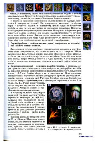 Отже, у життєвому циклі кишковопорожнинних медузи й поліпи
виконують різні біологічні функції: покоління медуз забезпечує розсе­
лення виду, а поліпів - швидке збільшення його чисельності.
У багатьох кишковопорожнинних молоді поліпи не відбрунькову­
ються й утворюють колонії. Це, наприклад, мешканці тропічних
морів - коралові поліпи. У життєвому циклі гідри та коралових
поліпів не чергуються медузоїдне та поліпоїдне покоління. Протягом
літа гідра розмножується брунькуванням. Поступово з брунечки роз­
вивається молода особина, яка згодом відокремлюється та починає
вести самостійне життя. Восени через зниження температури води,
зменшення запасів їжі тощо гідра розмножується статевим шляхом.
Серед гідр є як роздільностатеві види, так і гермафродити.
Гермафродити - особини тварин, здатні утворювати як чоловічі,
так і жіночі статеві клітини.
Запліднення у гідри зовнішнє: сперматозоїди виходять у воду і за­
пліднюють яйцеклітини, що залишаються на тілі тварини. Після
запліднення формуються вкриті щільною оболонкою яйця. Дорослі
особини гинуть, а яйця зимують на дні водойми. Навесні з них вихо­
дять молоді гідри. Отже, розвиток у гідри прямий. А от у морських
поліпів, наприклад коралових, розвиток непрямий, тобто є фаза ли­
чинки.
■ Кишковопорожнинні —мешканці водойм України. У ставках, озе­
рах і річках з повільною течією поширені різні види гідр (див. мал. 62).
Ці невеликі поліпи з розпрямленими щупальцями сягають завдовжки
всього 1-1,5 см. Здобич гідра ловить щупальцями. Вона споживає
найпростіших, переважно великих інфузорій, дрібних ракоподібних і
червів, інколи - личинок риб. У річках України, зокрема Дніпрі, тра­
пляється медуза краспедакуста з діаметром парасольки лише 2 см
(мал. 69, 4). Учені припускають,
що ця тварина потрапила до нас із
Південної Америки разом із тро­
пічними водяними рослинами.
У Чорному та Азовському морях
поширені три види медуз: аурелія,
коренерот і люценарія (мал. 69,1-3).
Аурелія має сплощений диско­
подібний дзвін до 40 см у діаметрі.
Оскільки щупальця в аурелії вко­
рочені, їжа захоплюється й спрямо­
вується до рота довгими ротовими
лопатями. Її здобич - дрібні риби,
ракоподібні.
Діаметр дзвона коренерота сягає
до 50 см і більше. Щупалець у нього
немає, жалкі клітини містяться на
поверхні парасольки та видовже­
них, зрослих між собою ротових Мал 69 1 _ аурелія. 2 - коренерот;
лопатей. Замість ротового отвору в 3 _ люцернарія; 4 —краспедакуста
59
 