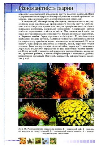 Різноманітність тварин
коренерота до кишкової порожнини ведуть численні канальці. Вони
відкриваються на внутрішній поверхні ротових лопатей дрібними от­
ворами, через які надходять дрібні планктонні організми.
У люцернарії, або морському ліхтарику, важко впізнати медузу,
оскільки вона перейшла до прикріпленого способу життя. Стебель­
цем, що закінчується присоском, медуза прикріплюється до різних
підводних предметів, наприклад водоростей. Люцернарія здатна
повільно переповзати з місця на місце. Має видовжений дзвін, по
краю якого розташовані вісім виростів. На цих виростах є щупальця.
■ Коралові поліпи. Серед коралових поліпів ( мал. 70) вирізняються
позбавлені скелета актинії. Найбільше видове різноманіття актиній
спостерігають у тропічних морях, насамперед на мілководді. Ці види
можуть бути яскраво забарвлені в зелений, синій, червоний, бурий
кольори. Вони нагадують фантастичні квіти, через що їх називають
морськими анемонами. Однак вони не такі безневинні, якими здають­
ся. Серед актиній є хижаки, які живляться ракоподібними, молюска­
ми, дрібними рибами, а також біофільтратори - споживачі дрібних
планктонних організмів (бактерій, водоростей, найпростіших), завис­
лих у воді.
Мал. 70. Різноманітність коралових поліпів: 1 - кораловий риф; 2 - поліпи,
що входять до складу колонії; 3 - поодинокий поліп актинія; 4 - мадре-
поровий корал «мозковик»
 