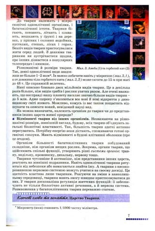 Мал. 3. Амеба (1) та горбатий кит (2)
До тварин належать і мікро­
скопічні одноклітинні організми, і
багатоклітинні істоти. Тварини бі­
гають, повзають, літають і плава­
ють, мешкають у ґрунті і на дере­
вах, у прісних і солоних водоймах,
пустелях, степах, лісах і горах.
Безліч видів тварин пристосувалися
жити серед людей. З деякими тва­
ринами ви зустрічаєтеся щодня,
про інших дізнаєтеся з популярних
телепередач і книжок.
Різноманітні й розміри тварин.
Так, деякі одноклітинні види завдов­
жки не більше 1-2 мкм*. їх важко побачити навіть у мікроскоп (мал. З,1),
а от довжина тіла горбатого кита (мал. 3 ,2 ) може сягати до 15 м при масі
до 48 т. Це справжній велетень.
Нині описано близько двох мільйонів видів тварин. Це в декілька
разів більше, ніж видів грибів і рослин узятих разом. Але вчені вважа­
ють, що насправді нашу планету населяє значно більше видів тварин -
до 5 млн. Адже щороку з’являються все нові й нові відкриття у диво­
вижному світі живого. Можливо, комусь із вас також пощастить від­
шукати та описати новий, невідомий науці вид.
Як можна визначити, належить організм до тварин чи до представ­
ників інших царств живої природи?
■ Відмінності тварин від інших організмів. Незважаючи на різно­
манітні розміри, зовнішній вигляд, будову, всіх тварин об’єднують за­
гальні біологічні властивості. Так, більшість тварин здатні активно
пересуватись. Потрібну енергію вони дістають, споживаючи готові ор­
ганічні сполуки. Мають відмінності в будові клітинної оболонки (про
це згодом).
Організм більш ості багатоклітинних тварин побудований
складніше, ніж організм вищих рослин. Зокрема, органи тварин, що
здійснюють спільні функції, утворюють різні системи органів: трав­
ну, видільну, кровоносну, дихальну, нервову тощо.
Тварини чутливіше й активніше, ніж представники інших царств,
реагують на зовнішні подразники. Навіть одноклітинні тварини ряту­
ються від небезпеки або намагаються знайти їжу. А тварини з високо-
розвиненою нервовою системою можуть учитися на своєму досвіді. Ця
здатність властива лише тваринам. Реагуючи на зміни в навколиш­
ньому середовищі, тварини мають змогу швидше пристосовуватися до
них. У тварин досконаліша регуляція життєвих функцій: її забезпе­
чують не тільки біологічно активні речовини, а й нервова система.
Розмноження у багатоклітинних тварин переважно статеве.
Ключові слова fiia понмпИ іл. Царство Тварини,
' Мікрометр (мкм) становить 1/1000 частку міліметра.
 
