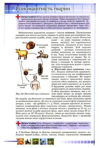 Різноманітність тваринЩ і| І'
ЧИр Запам’ятайте! М’ясо можна купувати лише в магазинах чи спеціально
Ч призначених для цього місцях на ринках. Перед продажем м’ясо повинно
пройти санітарний контроль на наявність у ньому личинок паразитів. За­
ражене м’ясо вилучають і знищують. Купуючи м’ясо у непризначених для
цього місцях, ви ризикуєте заразитися різними паразитами. Крім того,
м’ясо перед споживанням потрібно ретельно проварити чи просмажити.
Небезпечним паразитом людини є також ехінокок. Проміжними
хазяями для нього слугують людина та різні види рослиноїдних тва­
рин (велика рогата худоба, вівці, кози, коні, кролі тощо). Остаточні
хазяї - це хиж і тварини (собаки,
вовки, лисиці), які заражуються
ехінококом, поїдаючи м ’ясо інших
тварин із фінами. Цей паразит
дрібний - розміри статевозрілих
особин ехінокока не перевищують
8 мм. Тому остаточним хазяям він
відчутної шкоди не завдає. На го­
ловці ехінокока є коротенький хо­
боток з гачками та чотири присос­
ки, тіло складається всього з трьох-
чотирьох члеників.
■ Життєвий цикл ехінокока (мал.
82). Людина найчастіше заражаєть­
ся ехінококом під час необережного
поводження з собаками. На шерсті
тварин можуть траплятися мікро­
скопічні яйця паразита, які можуть
зберігати життєздатність до 2 років.
З брудними руками через рот вони
потрапляють до кишечнику людини.
З яйця виходить личинка, яка з то­
ком крові мігрує до різних органів
(насамперед до печінки або легенів).
На відміну від бичачого та свинячого ціп’яків, фіни ехінокока здатні
до необмеженого росту. До того ж усередині кожної фіни утворюються
дочірні, в них - ще дрібніші і т. д. Отже, завдяки здатності до вегета­
тивного розмноження фіна ехінокока нагадує «матрьошку». Відомі
випадки, коли фіни з печінки людини сягали у діаметрі до 15 см, а у
великої рогатої худоби виявлені фіни, маса яких сягала понад 20 кг.
Фіна росте до 10~20 років і більше, тисне на внутрішні органи, пору­
шуючи їхнє нормальне функціонування. Видалити фіну з організму
людини можна лише хірургічним шляхом.
Запам’ятайте! Слід обережно поводитися з домашніми тваринами і
після спілкування з ними обов’язково мити руки. Тварини - не іграшки,
тому не слід брати їх із собою в ліжко.
■ У басейнах Дніпра та Дністра поширене захворювання людини і ри­
боїдних тварин (собак, котів, лисиць тощо), спричинене стьожаком
 