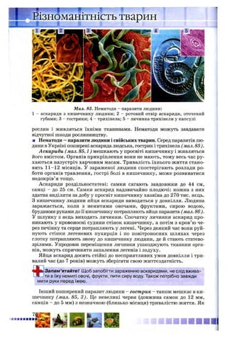 1 I P S і
Різноманітність тварин
Мал. 85. Нематоди - паразити людини:
1 - аскариди з кишечнику людини; 2 - ротовий отвір аскариди, оточений
губами; 3 - гострики; 4 - трихінела; 5 - личинка трихінели у капсулі
рослин і живляться їхніми тканинами. Нематоди можуть завдавати
відчутної шкоди рослинництву.
■ Нематоди —паразити людини і свійських тварин. Серед паразитів лю­
дини в Україні поширені аскарида людська, гострик і трихінела (мал. 85).
Аскариди (мал. 85,1) мешкають у просвіті кишечнику і живляться
його вмістом. Органів прикріплення вони не мають, тому весь час ру­
хаються назустріч харчовим масам. Тривалість їхнього життя стано­
вить 11-12 місяців. У зараженої людини спостерігають розлади ро­
боти органів травлення, гострі болі в кишечнику, може розвиватися
недокрів’я тощо.
Аскариди роздільностатеві: самки сягають завдовжки до 44 см,
самці - до 25 см. Самки аскарид надзвичайно плодючі: кожна з них
здатна виділяти за добу у просвіт кишечнику хазяїна до 270 тис. яєць.
З кишечнику людини яйця аскариди виводяться у довкілля. Людина
заражається, коли з немитими овочами, фруктами, сирою водою,
брудними руками до її кишечнику потрапляють яйця паразита (мал. 86 ).
У шлунку з яєць виходять личинки. Спочатку личинки аскарид про­
никають у кровоносні судини стінок кишечнику, а потім з кров’ю че­
рез печінку та серце потрапляють у легені. Через деякий час вони руй­
нують стінки легеневих пухирців і по повітроносних шляхах через
глотку потрапляють знову до кишечнику людини, де й стають статево­
зрілими. Упродовж переміщення личинки ушкоджують тканини орга­
нів, можуть спричиняти запалення легенів і задуху.
Яйця аскарид досить стійкі до несприятливих умов довкілля і три­
валий час (до 7 років) можуть зберігати свою життєздатність.
Запам’ятайте! Щоб запобігти зараженню аскаридами, не слід вжива­
ти в їжу немиті овочі, фрукти, пити сиру воду. Також потрібно завжди
мити руки перед їжею.
Інший поширений паразит людини - гострик - також мешкає в ки­
шечнику (мал. 85, 3). Це невеликі черви (довжина самок до 12 мм,
самців - до 5 мм) з незначною (близько місяця) тривалістю життя. Як
 