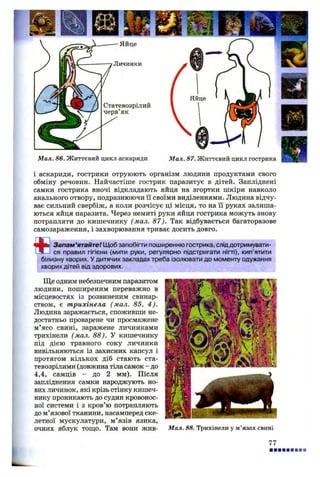 Яйце
Личинки
Статевозрілий
черв’як
Мал. 86. Життєвий цикл аскариди Мал. 87. Життєвий цикл гострика
і аскариди, гострики отруюють організм людини продуктами свого
обміну речовин. Найчастіше гострик паразитує в дітей. Запліднені
самки гострика вночі відкладають яйця на згортки шкіри навколо
анального отвору, подразнюючи її своїми виділеннями. Людина відчу­
ває сильний свербіж, а коли розчісує ці місця, то на її руках залиша­
ються яйця паразита. Через немиті руки яйця гострика можуть знову
потрапляти до кишечнику (мал. 87). Так відбувається багаторазове
самозараження, і захворювання триває досить довго.
ш Запам’ятайте! Щоб запобігти поширенню гострика, сліддотримувати­
ся правил гігієни (мити руки, регулярно підстригати нігті), кип’ятити
білизну хворих. У дитячих закладах треба ізолювати до моменту одужання
хворих дітей від здорових.
Ще одним небезпечним паразитом
людини, поширеним переважно в
місцевостях із розвиненим свинар­
ством, є трихінела (мал. 85, 4).
Людина заражається, споживши не­
достатньо проварене чи просмажене
м’ясо свині, заражене личинками
трихінели (мал. 88). У кишечнику
під дією травного соку личинки
вивільняються із захисних капсул і
протягом кількох діб стають ста­
тевозрілими (довжина тіла самок - до
4,4, самців - до 2 мм). Після
запліднення самки народжують но­
вих личинок, які крізь стінку кишеч­
нику проникають до судин кровонос­
ної системи і з кров’ю потрапляють
до м’язової тканини, насамперед ске­
летної мускулатури, м’язів язика,
очних яблук тощо. Там вони жив- Мал. 88. Трихінели у м’язах свині
77
 