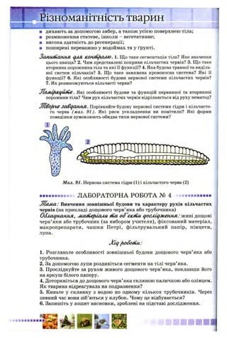 .
ізномаштність тварин
JL- і ..1 І
дихають за допомогою зябер, а також усією поверхнею тіла;
■ розмноження статеве, інколи - вегетативне;
■ висока здатність до регенерації;
■ поширені переважно у водоймах та у ґрунті.
Запит ання дл я КОШІі/іОМО. 1. Що таке сегментація тіла? Яке значення
цього явища? 2. Чим представлені покриви кільчастих червів? 3. Що таке
вторинна порожнина тіла та які її функції? 4. Яка будова травної та виділь­
ної систем кільчаків? 5. Що таке замкнена кровоносна система? Які її
функції? 6. Які особливості будови нервової системи кільчастих червів?
7. Як розмножуються кільчасті черви?
jLoM lflM fU tfie. Які особливості будови та функцій первинної та вторинної
порожнин тіла? Чим рух кільчастих червів відрізняється від руху нематод?
ЛІво/гЧЗ завдання. Порівняйте будову нервової системи гідри і кільчасто­
го черва (мал. 91). Які риси ускладнення ви помітили? Які форми
поведінки зумовлюють обидва типи нервової системи?
Мал. 91. Нервова система гідри (1) і кільчастого черва (2)
...................- ЛАБОРАТОРНА РОБОТА № 4 ...................
7/Сем.а: Вивчення зовнішньої будови та характеру рухів кільчастих
червів (на прикладі дощового черв’яка або трубочника)
Обладнання, ManLefiiauu tna об'ємнії дослідження: живі дощові
черв’яки або трубочник (за вибором учителя), фіксований матеріал,
макропрепарати, чашки Петрі, фільтрувальний папір, пінцети,
лупа.
jC ig [гобоїни:
1. Розгляньте особливості зовнішньої будови дощового черв’яка або
трубочника.
2. За допомогою лупи роздивіться сегменти на тілі черв’яка.
3. Прослідкуйте за рухом живого дощового черв’яка, поклавши його
на аркуш білого паперу.
4. Доторкніться до дощового черв’яка скляною паличкою або олівцем.
Як тварина відреагувала на подразнення?
5. Киньте у склянку з водою по одному кількох трубочників. Через
певний час вони зіб’ються у клубок. Чому це відбувається?
6. Запишіть у зошит висновки, зроблені на підставі дослідження.
 