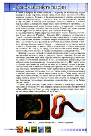 І Е I ~
и іі
■ Роль у природі та житті людини. У Чорному та Азовському морях
поширені види нереїсів, якими живляться цінні промислові риби,
зокрема осетрові. Деяких з багатощетинкових червів, наприклад
тихоокеанського палоло, тіло якого сягає до 1 м завдовжки, вживає
в їжу людина. У період розмноження палоло у великій кількості
підіймаються у поверхневі шари води, що полегшує їх промисел. Си­
дячі багатощетинкові черви беруть участь у природному очищенні
води від органічних часток як фільтратори. Деякі з них приростають
своїми трубками до днищ суден, ускладнюючи їхній рух.
■ Малощетинкові черви. Представники цього класу, який налічує по­
над 5 тис. видів (в Україні - близько 300), поширені переважно в
ґрунті та прісних водоймах. Вони не мають вираженої головної части­
ни тіла та бічних лопатей, сегменти несуть лише окремі пучечки щети­
нок. Пересуваються за рахунок почергових скорочень шкірно-м’язо-
вого мішка. Малощетинкові черви - гермафродити з прямим типом
розвитку. На певних сегментах тіла статевозрілих особин є розширен­
ня - поясок (мал. 93,1). Зі слизу, який виділяють залози пояска, фор­
мується оболонка кокона. У ньому перебувають запліднені яйця.
Дощові черв’яки та інші ґрунтові малощетинкові черви відіграють
надзвичайно важливу роль у процесах ґрунтоутворення. Висока чи­
сельність дощових черв’яків у ґрунті свідчить про його родючість (во­
на може сягати 20 млн особин на 1 га). Прокладаючи довгі ходи, вони
забезпечують перемішування та розпушення ґрунту. Це у свою чергу
поліпшує проникнення повітря та води до кореневої системи рослин.
Дощові черв’яки живляться відмерлими рештками рослин, затягуючи
їх у свої ходи, і тим збагачують ґрунт органічними речовинами. У про­
цесі перетравлення рослинних решток у кишечнику червів формуються
органічні речовини, з яких утворюється гумус. Свою назву дощові
черв’яки дістали тому, що після дощів, коли вода заливає їхні ходи,
через нестачу кисню багато цих тварин виповзають на поверхню ґрун­
ту. Дощовими черв’яками живляться землерийки, кроти та багато
інших тварин.
Один з видів дощових черв’яків - гнойовий - часто трапляється у
купах гною чи компосту. Він переробляє органіку на високоефективне
добриво (біогумус). Учені штучно створили високопродуктивну поро­
ду цих тварин («каліфорнійський черв’як»).
Різноманітність тварин
Мал. 93. 1. Дощовий черв’як. 2. Ейсенія Гордєєва
 