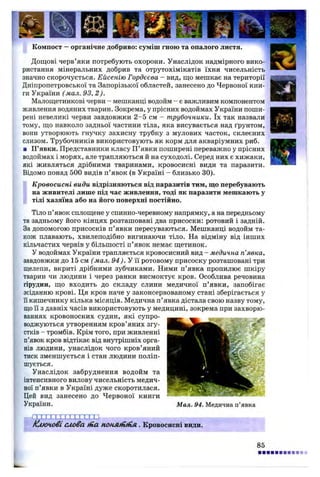 Компост - органічне добриво: суміш гною та опалого листя.
Дощові черв’яки потребують охорони. Унаслідок надмірного вико­
ристання мінеральних добрив та отрутохімікатів їхня чисельність
значно скорочується. Ейсенію Гордєєва - вид, що мешкає на території
Дніпропетровської та Запорізької областей, занесено до Червоної кни­
ги України (мал. 93, 2 ).
Малощетинкові черви -- мешканці водойм - є важливим компонентом
живлення водяних тварин. Зокрема, у прісних водоймах України поши­
рені невеликі черви завдовжки 2 -5 см - трубочники. їх так назвали
тому, що навколо задньої частини тіла, яка висувається над ґрунтом,
вони утворюють гнучку захисну трубку з мулових часток, склеєних
слизом. Трубочників використовують як корм для акваріумних риб.
■ ГГявки. Представники класу П’явки поширені переважно у прісних
водоймах і морях, але трапляються й на суходолі. Серед них є хижаки,
які живляться дрібними тваринами, кровосисні види та паразити.
Відомо понад 500 видів п’явок (в Україні - близько ЗО).
Кровосисні види відрізняються від паразитів тим, що перебувають
на живителі лише під час живлення, тоді як паразити мешкають у
тілі хазяїна або на його поверхні постійно.
Тіло п’явок сплощене у спинно-черевному напрямку, а на передньому
та задньому його кінцях розташовані два присоски: ротовий і задній.
За допомогою присосків п’явки пересуваються. Мешканці водойм та­
кож плавають, хвилеподібно вигинаючи тіло. На відміну від інших
кільчастих червів у більшості п’ явок немає щетинок.
У водоймах України трапляється кровосисний вид - медична п’явка,
завдовжки до 15 см ( мал. 94). У її ротовому присоску розташовані три
щелепи, вкриті дрібними зубчиками. Ними п’явка пропилює шкіру
тварин чи людини і через ранки висмоктує кров. Особлива речовина
гірудин, що входить до складу слини медичної п’явки, запобігає
зсіданню крові. Ця кров наче у законсервованому стані зберігається у
її кишечнику кілька місяців. Медична п’явка дістала свою назву тому,
що її з давніх часів використовують у медицині, зокрема при захворю­
ваннях кровоносних судин, які супро­
воджуються утворенням кров’яних згу­
стків - тромбів. Крім того, при живленні
п’явок кров відтікає від внутрішніх орга­
нів людини, унаслідок чого кров’яний
тиск зменшується і стан людини поліп­
шується.
Унаслідок забруднення водойм та
інтенсивного вилову чисельність медич­
ної п’явки в Україні дуже скоротилася.
Цей вид занесено до Червоної книги
України. Мал. 94. Медична п’явка
85
 