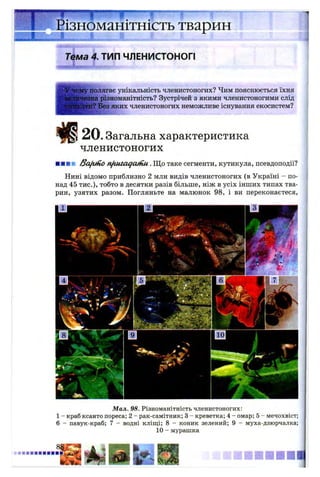 8
Ж
Різноманітність тварин
Тема 4. ТИП ЧЛЕНИСТОНОГІ
;У чому полягає унікальність членистоногих? Чим пояснюється їхня
ggвеличезна різноманітність? Зустрічей з якими членистоногими слід
|І^шїкати? Без яких членистоногих неможливе існування екосистем?
# 2 0 . Загальна характеристика
членистоногих
■ ■ ■ ■ /SaftiHo nfiuicujcunu. Щ о таке сегменти, кутикула, псевдоподії?
Нині відомо приблизно 2 млн видів членистоногих (в Україні - по­
над 45 тис.)> тобто в десятки разів більше, ніж в усіх інших типах тва­
рин, узятих разом. Погляньте на малюнок 98, і ви переконаєтеся,
Мал. 98. Різноманітність членистоногих:
1 - краб ксанто пореса; 2 - рак-самітник; 3 - креветка; 4 - омар; 5 - мечохвіст;
6 - павук-краб; 7 - водні кліщі; 8 - коник зелений; 9 - муха-дзюрчалка;
10 - мурашка
 