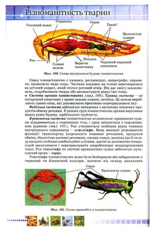 Різноманітність тварин
Стравохід
Головний мозок
Серце
Трахеї
Мальпігієві
судини
ьлинні
залози
Черевний нервовий
кишечнику ланцюжок
Мал. 100. Схема внутрішньої будови членистоногих
Серед членистоногих є хижаки, рослиноїдні, сапротрофи, парази­
ти, кровосисні види тощо. Частина кінцівок на голові перетворилася
на ротовий апарат, який оточує ротовий отвір. Він дає змогу захоплю­
вати, подрібнювати тверду або висмоктувати рідку їжу тощо.
■ Системи органів членистоногих (мал. 100). Травна система - це
наскрізний кишечник і травні залози: слинні, печінка. Ці залози вироб­
ляють травні соки, які допомагають ефективно перетравлювати їжу.
Видільна система забезпечує виведення з організму кінцевих про­
дуктів обміну речовин. У різних груп членистоногих органи виділення
мають різну будову, здебільшого трубчасту.
Кровоносна система членистоногих незамкнена: кровоносні суди­
ни відкриваються у порожнину тіла, і кров змішується з порожнин­
ною рідиною (мал. 101). Так утворюється особлива рідка тканина
внутрішнього середовища - гемолімфа. Вона виконує різноманітні
функції: транспортну (переносить поживні речовини, продукти
обміну, біологічно активні речовини, кисень тощо), захисну (до її скла­
ду входять особливі амебоподібні клітини, здатні за допомогою псевдо-
подій захоплювати і перетравлювати хвороботворні мікроорганізми)
тощо. Рух гемолімфи по системі кровоносних судин забезпечує пуль­
суючий орган - серце.
Гемолімфа членистоногих може бути безбарвною або забарвленою у
червоний чи блакитний кольори, залежно від складу дихальних
Серце
Мал. 101. Схема кровообігу у членистоногих
 