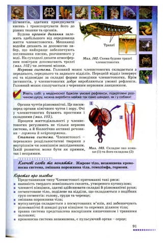 пігментів, здатних приєднувати
кисень і транспортувати його до
різних тканин та органів.
Будова органів дихання зале­
жить здебільшого від середовища
життя членистоногих. Мешканці
водойм дихають за допомогою зя­
бер, що найкраще забезпечують
поглинання кисню, розчиненого у
воді. На суходолі дихати атмосфер­
ним повітрям допомагають трахеї
(мал. 102) чи легеневі мішки.
Нервова система. Головний мозок членистоногих складається з
переднього, середнього та заднього відділів. Передній відділ іннервує
очі та відповідає за складні форми поведінки членистоногих. Крім
інстинктів, у членистоногих добре виробляються умовні рефлекси.
Головний мозок сполучається з черевним нервовим ланцюжком.
Мал. 102. Схема будови трахеї
членистоногих
Уявіть собі: у медоносної бджоли умовні рефлекси, підкріплені роз­
чином цукру, можна виробити майже так само швидко, як і у собаки!
Органи чуттів різноманітні. Це насам­
перед органи хімічного чуття і зору. Очі
у членистоногих бувають простими і
складними ( мал. 103 ).
Процеси життєдіяльності у членис­
тоногих регулюють не тільки нервова
система, а й біологічно активні речови­
ни - гормони й нейрогормони.
Статева система. Членистоногі -
переважно роздільностатеві тварини з
внутрішнім чи зовнішнім заплідненням,
їхній розвиток може бути як прямим,
так і непрямим.
?;-гд;гщ ххі:'П '''о:р
К лю чові слова tna п он м ііп ія. Жирове тіло, незамкнена крово
носна система, змішана порожнина тіла, гемолімфа, гормони.
Мал. 103. Складне око кома­
хи (1) та його складова (2)
Kofiofthco nfio головне
Представникам типу Членистоногі притаманні такі риси:
■ наявність твердого зовнішнього скелета, утвореного кутикулою;
■ членисті кінцівки, здатні здійснювати складні й різноманітні рухи;
■ сегментоване тіло, поділене на відділи, що складаються з подібних
груп сегментів: голову, груди та черевце;
ш змішана порожнина тіла;
■ мускулатура складається з посмугованих м ’язів, які забезпечують
різноманітні й швидкі рухи кінцівок та окремих ділянок тіла;
■ травна система представлена наскрізним кишечником і травними
залозами;
■ кровоносна система незамкнена, є пульсуючий орган - серце;
91
 