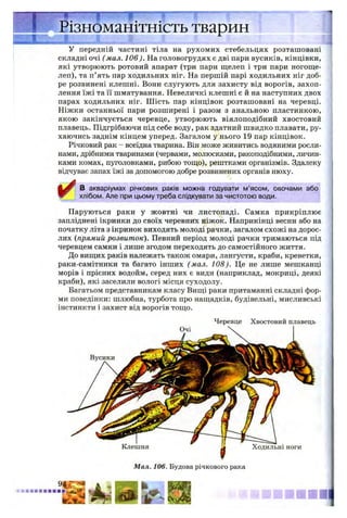 1 *— I !
Різноманітність тварин
У передній частині тіла на рухомих стебельцях розташовані
складні очі ( мал. 106). На головогрудях є дві пари вусиків, кінцівки,
які утворюють ротовий апарат (три пари щелеп і три пари ногоще-
леп), та п’ять пар ходильних ніг. На першій парі ходильних ніг доб­
ре розвинені клешні. Вони слугують для захисту від ворогів, захоп­
лення їжі та її шматування. Невеличкі клешні є й на наступних двох
парах ходильних ніг. Ш ість пар кінцівок розташовані на черевці.
Ніжки останньої пари розширені і разом з анальною пластинкою,
якою закінчується черевце, утворюють віялоподібний хвостовий
плавець. Підгрібаючи під себе воду, рак здатний швидко плавати, ру­
хаючись заднім кінцем уперед. Загалом у нього 19 пар кінцівок.
Річковий рак - всеїдна тварина. Він може живитись водяними росли­
нами, дрібними тваринами (червами, молюсками, ракоподібними, личин­
ками комах, пуголовками, рибою тощо), рештками організмів. Здалеку
відчуває запах їжі за допомогою добре розвинених органів нюху.
✓
В акваріумах річкових раків можна годувати м’ясом, овочами або
хлібом. Але при цьому треба слідкувати за чистотою води.
Паруються раки у жовтні чи листопаді. Самка прикріплює
запліднені ікринки до своїх черевних ніжок. Наприкінці весни або на
початку літа з ікринок виходять молоді рачки, загалом схожі на дорос­
лих (прямий розвиток). Певний період молоді рачки тримаються під
черевцем самки і лише згодом переходять до самостійного життя.
До вищих раків належать також омари, лангусти, краби, креветки,
раки-самітники та багато інших (мал. 108). Це не лише мешканці
морів і прісних водойм, серед них є види (наприклад, мокриці, деякі
краби), які заселили вологі місця суходолу.
Багатьом представникам класу Вищі раки притаманні складні фор­
ми поведінки: шлюбна, турбота про нащадків, будівельні, мисливські
інстинкти і захист від ворогів тощо.
Черевце Хвостовий плавець
ноги
Мал. 106. Будова річкового рака
 