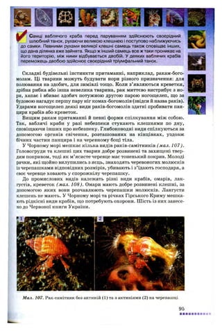 Самці ваблячого краба перед паруванням здійснюють своєрідний
^ шлюбний танок, рухаючи великою клешнею і поступово наближуючись
до самки. Певними рухами великої клешні самець також сповіщає інших,
що дана ділянка вже зайнята. Якщо ж інший самець все ж таки проникає на
його територію, між ними відбувається двобій. У деяких ваблячих крабів
переможець двобою здійснює своєрідний тріумфальний танок.
Складні будівельні інстинкти притаманні, наприклад, ракам-бого-
молам. Ці тварини можуть будувати нори різного призначення: для
полювання на здобич, для зимівлі тощо. Коли з’являються креветки,
дрібна рибка або інша невелика тварина, рак миттєво вистрибує з но­
ри, хапає і вбиває здобич потужною другою парою ногощелеп, що за
будовою нагадує першу пару ніг комах-богомолів (звідси й назва раків).
Ударами ногощелеп деякі види раків-богомолів здатні пробивати пан­
цири крабів або креветок.
Вищим ракам притаманні й певні форми спілкування між собою.
Так, ваблячі краби у разі небезпеки стукають клешнями по дну,
сповіщаючи інших про небезпеку. Глибоководні види спілкуються за
допомогою органів свічення, розташованих на кінцівках, уздовж
бічних частин панцира і на черевному боці тіла.
У Чорному морі мешкає кілька видів раків-самітників ( мал. 107).
Головогруди та клешні цих тварин добре розвинені та захищені твер­
дим покривом, тоді як м’ясисте черевце має тоненький покрив. Молоді
рачки, які щойно вилупились з яєць, знаходять черевоногих молюсків
із черепашками відповідних розмірів, убивають і з’їдають господаря, а
своє черевце ховають у спорожнілу черепашку.
До промислових видів належать різні види крабів, омарів, лан­
густів, креветок (мал. 108). Омари мають добре розвинені клешні, за
допомогою яких вони розчавлюють черепашки молюсків. Лангусти
клешень не мають. У Чорному морі та річках Гірського Криму мешка­
ють рідкісні види крабів, що потребують охорони. Шість із них занесе­
но до Червоної книги України.
Мал. 107. Рак-самітник без актиній (1) та з актиніями (2) на черепашці
95
 