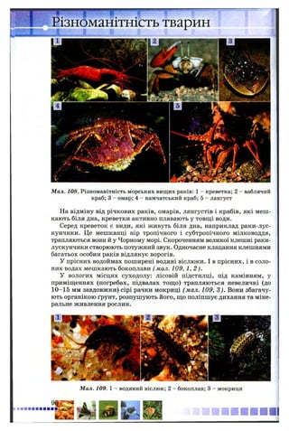 Мал. 108. Різноманітність морських вищих раків: 1 - креветка; 2 - ваблячий
краб; 3 - омар; 4 - камчатський краб; 5 - лангуст
На відміну від річкових раків, омарів, лангустів і крабів, які меш­
кають біля дна, креветки активно плавають у товщі води.
Серед креветок є види, які живуть біля дна, наприклад раки-лус-
кунчики. Це мешканці нір тропічного і субтропічного мілководдя,
трапляються вони й у Чорному морі. Скороченням великої клешні раки-
лускунчики створюють потужний звук. Одночасне клацання клешнями
багатьох особин раків відлякує ворогів.
У прісних водоймах поширені водяні віслюки. І в прісних, і в соло­
них водах мешкають бокоплави ( мал. 109, 1,2 ).
У вологих місцях суходолу: лісовій підстилці, під камінням, у
приміщеннях (погребах, підвалах тощо) трапляються невеличкі (до
10-15 мм завдовжки) сірі рачки мокриці (мал. 109, 3). Вони збагачу­
ють органікою ґрунт, розпушують його, що поліпшує дихання та міне­
ральне живлення рослин.
Мал. 109. 1 - водяний віслюк; 2 - бокоплав; 3 - мокриця
 