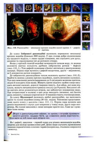 Мал. 110. Ракоподібні - мешканці прісних водойм нашої країни: 1 - дафнії;
2 - щитень
До класу Зяброногі ракоподібні належать переважно мешканці
прісних водойм (близько 900 видів). У них голова добре відмежована
від грудного відділу, є лише грудні кінцівки, які слугують для руху,
дихання та спрямування їжі до ротового отвору.
Якщо у прісній стоячій водоймі зачерпнути сачком воду, то можна
виловити значну кількість дрібних зяброногих рачків - дафній
(мал. 110,1). Тіло дафній сплющене з боків і міститься у двостулковому
панцирі. Перша пара вусиків у дафній вкорочена, друга - видовжена,
за її допомогою рачки плавають.
До зяброногих ракоподібних також належать щитні (мал. 110, 2).
Знайти їх можна у різних прісних водоймах, навіть весняних калюжах.
Тіло цих невеликих рачків (завдовжки до 5 см) вкрите великим щитком,
звідки й походить їхня назва. Живуть щитні недовго: щойно сонце вису­
шить весняні калюжі, дорослі тварини гинуть. Але яйця, які вони від­
клали, можуть витримувати тривалу посуху (до 9 років). Висушені яй­
ця щитнів легко розносяться вітром, що забезпечує поширення виду.
При потраплянні в калюжі з цих яєць виходять личинки, які багато
разів линяють і швидко (протягом 2 -3 тижнів) стають статевозрілими.
До класу Щелепоногі належать дрібні ракоподібні, що населяють
прісні та солоні водойми (понад 26 тис. видів). Типовими представни­
ками цього класу є циклопи (мал. 111, 1). Перша пара вусиків цих
рачків видовжена і слугує для ширяння у товщі води, друга пара вко­
рочена. На голові циклопів є лише непарне просте око. Саме це і зумо­
вило їхню назву.
✓
Згідно з давньогрецькими міфами, на одному з островів проживали
велетні-циклопи, нащадки богів, що славилися своєю жорстокістю.
Вони мали на лобі лише одне непарне око.
Як і дафнії, циклопи - гарний корм для різних мешканців водойм,
зокрема для молоді промислових риб. Деякі види слугують проміжними
хазяями паразитичних плоских червів (наприклад, стьожака широкого)
і нематод.
4 Біологія, 8 кл. 97
 