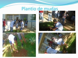 Plantio de mudas
 