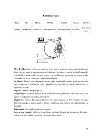 11
Endolimax nana
Ciclo de vida: Ocorre no homem ao ingerir cistos junto a alimentos ou água, em contato com
ácido gástrico, estes se transformam em trofozoítos e invadem a mucosa intestinal causando
enfermidades, passam pelo intestino grosso e se transformam novamente em cistos, sendo
eliminados nas fezes, continuam ciclo de contaminação.
Incidência: São encontrados em praticamente todos os países do mundo, frequentemente em
regiões tropicais e subtropicais onde a população apresenta baixo nível socioeconômico e
higiênico-sanitário.
Aspectos Clínicos: Não patogênico.
Complicações: Por fazer parte da flora intestinal humana geralmente não causa danos, em
alguns casos pode haver diarreia, enterocolite.
Diagnóstico: Através da pesquisa de cistos em fezes formadas, ou de trofozoítos em fezes
diarreicas através do exame direto a fresco, métodos de concentração por sedimentação ou
flutuação.
Tratamento: Amebicidas, como metronidazol.
Prevenção e controle: Melhoria de condições sanitárias, higiene dos alimentos e das mãos,
consumo de água fervida ou filtrada, tratamento dos doentes.
Reino Filo Classe Ordem Família Gênero Espécie
Protozoa Amoebozoa Archamoebea Mastigamoebida Mastigamoebidae Endolimax
Endolimax
nana
 