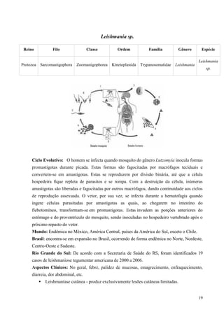 19
Leishmania sp.
Ciclo Evolutivo: O homem se infecta quando mosquito do gênero Lutzomyia inocula formas
promastigotas durante picada. Estas formas são fagocitadas por macrófagos teciduais e
convertem-se em amastigotas. Estas se reproduzem por divisão binária, até que a célula
hospedeira fique repleta de parasitos e se rompa. Com a destruição da célula, inúmeras
amastigotas são liberadas e fagocitadas por outros macrófagos, dando continuidade aos ciclos
de reprodução assexuada. O vetor, por sua vez, se infecta durante a hematofagia quando
ingere células parasitadas por amastigotas as quais, ao chegarem no intestino do
flebotomíneo, transformam-se em promastigotas. Estas invadem as porções anteriores do
estômago e do proventrículo do mosquito, sendo inoculadas no hospedeiro vertebrado após o
próximo repasto do vetor.
Mundo: Endêmica no México, América Central, países da América do Sul, exceto o Chile.
Brasil: encontra-se em expansão no Brasil, ocorrendo de forma endêmica no Norte, Nordeste,
Centro-Oeste e Sudeste.
Rio Grande do Sul: De acordo com a Secretaria de Saúde do RS, foram identificados 19
casos de leishmaniose tegumentar americana de 2000 a 2006.
Aspectos Clínicos: No geral, febre, palidez de mucosas, emagrecimento, enfraquecimento,
diarreia, dor abdominal, etc.
 Leishmaníase cutânea - produz exclusivamente lesões cutâneas limitadas.
Reino Filo Classe Ordem Família Gênero Espécie
Protozoa Sarcomastigophora Zoomastigophorea Kinetoplastida Trypanosomatidae Leishmania
Leishmania
sp.
 