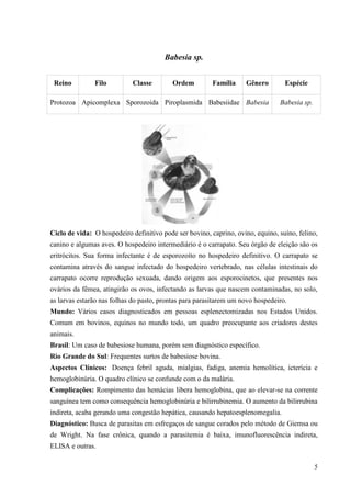 5
Babesia sp.
Ciclo de vida: O hospedeiro definitivo pode ser bovino, caprino, ovino, equino, suíno, felino,
canino e algumas aves. O hospedeiro intermediário é o carrapato. Seu órgão de eleição são os
eritrócitos. Sua forma infectante é de esporozoíto no hospedeiro definitivo. O carrapato se
contamina através do sangue infectado do hospedeiro vertebrado, nas células intestinais do
carrapato ocorre reprodução sexuada, dando origem aos esporocinetos, que presentes nos
ovários da fêmea, atingirão os ovos, infectando as larvas que nascem contaminadas, no solo,
as larvas estarão nas folhas do pasto, prontas para parasitarem um novo hospedeiro.
Mundo: Vários casos diagnosticados em pessoas esplenectomizadas nos Estados Unidos.
Comum em bovinos, equinos no mundo todo, um quadro preocupante aos criadores destes
animais.
Brasil: Um caso de babesiose humana, porém sem diagnóstico específico.
Rio Grande do Sul: Frequentes surtos de babesiose bovina.
Aspectos Clínicos: Doença febril aguda, mialgias, fadiga, anemia hemolítica, icterícia e
hemoglobinúria. O quadro clínico se confunde com o da malária.
Complicações: Rompimento das hemácias libera hemoglobina, que ao elevar-se na corrente
sanguínea tem como consequência hemoglobinúria e bilirrubinemia. O aumento da bilirrubina
indireta, acaba gerando uma congestão hepática, causando hepatoesplenomegalia.
Diagnóstico: Busca de parasitas em esfregaços de sangue corados pelo método de Giemsa ou
de Wright. Na fase crônica, quando a parasitemia é baixa, imunofluorescência indireta,
ELISA e outras.
Reino Filo Classe Ordem Família Gênero Espécie
Protozoa Apicomplexa Sporozoida Piroplasmida Babesiidae Babesia Babesia sp.
 