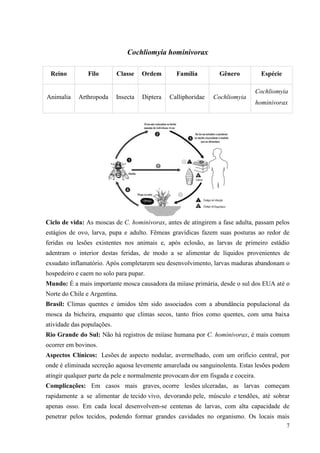 7
Cochliomyia hominivorax
Ciclo de vida: As moscas de C. hominivorax, antes de atingirem a fase adulta, passam pelos
estágios de ovo, larva, pupa e adulto. Fêmeas gravídicas fazem suas posturas ao redor de
feridas ou lesões existentes nos animais e, após eclosão, as larvas de primeiro estádio
adentram o interior destas feridas, de modo a se alimentar de líquidos provenientes de
exsudato inflamatório. Após completarem seu desenvolvimento, larvas maduras abandonam o
hospedeiro e caem no solo para pupar.
Mundo: É a mais importante mosca causadora da miíase primária, desde o sul dos EUA até o
Norte do Chile e Argentina.
Brasil: Climas quentes e úmidos têm sido associados com a abundância populacional da
mosca da bicheira, enquanto que climas secos, tanto frios como quentes, com uma baixa
atividade das populações.
Rio Grande do Sul: Não há registros de miíase humana por C. hominivorax, é mais comum
ocorrer em bovinos.
Aspectos Clínicos: Lesões de aspecto nodular, avermelhado, com um orifício central, por
onde é eliminada secreção aquosa levemente amarelada ou sanguinolenta. Estas lesões podem
atingir qualquer parte da pele e normalmente provocam dor em fisgada e coceira.
Complicações: Em casos mais graves, ocorre lesões ulceradas, as larvas começam
rapidamente a se alimentar de tecido vivo, devorando pele, músculo e tendões, até sobrar
apenas osso. Em cada local desenvolvem-se centenas de larvas, com alta capacidade de
penetrar pelos tecidos, podendo formar grandes cavidades no organismo. Os locais mais
Reino Filo Classe Ordem Família Gênero Espécie
Animalia Arthropoda Insecta Diptera Calliphoridae Cochliomyia
Cochliomyia
hominivorax
 