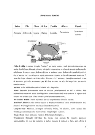 9
Dermatobia hominis
Ciclo de vida: A mosca berneira "captura" um outro inseto, e nele deposita seus ovos, na
região do abdômen. Quando o inseto veiculador pousa sobre os pêlos do animal, as larvas são
eclodidas e deixam o corpo do hospedeiro e se aloja no corpo do hospedeiro definitivo (boi,
cão, o homem etc.). Ao atingirem a pele, criam uma pequena perfuração por onde penetram. É
nesse local que a larva irá se desenvolver. Em cerca de 1 semana, a larva já aumentou 8 vezes
de tamanho, podendo permanecer por 40 dias ou mais na pele do hospedeiro, crescendo
continuamente.
Mundo: Maior incidência desde o México até a Argentina.
Brasil: Presente praticamente todos os estados, principalmente no sul e sudeste. Sua
ocorrência é maior nos meses de temperatura e umidade relativa do ar elevada. A espécie está
ausente nos estados com clima adverso (norte e nordeste brasileiro).
Rio Grande do Sul: Maior incidência devido temperatura e umidade elevada.
Aspectos Clínicos: Lesão nodular devido o desenvolvimento da larva, prurido intenso, dor,
presença de secreção serosa, miíases cutâneas furunculosas.
Complicações: Abcessos, linfangite, raramente tétano, em animais, lesões quando não
tratadas, podem atravessar a musculatura e atingir órgãos vizinhos.
Diagnóstico: Sinais clínicos e presença de larvas em ferimentos.
Tratamento: Remoção individual das larvas, para animais há produtos químicos
recomendados, no caso de humanos, a melhor maneira é matando o berne por asfixia, é
Reino Filo Classe Ordem Família Gênero Espécie
Animalia Arthropoda Insecta Diptera Oestridae Dermatobia Dermatobia
hominis
 