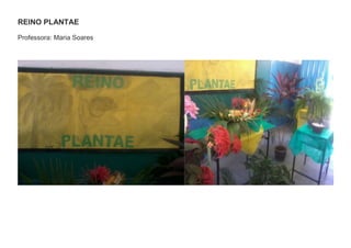 REINO PLANTAE
Professora: Maria Soares

 