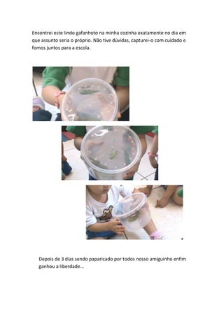 Encontrei este lindo gafanhoto na minha cozinha exatamente no dia em
que assunto seria o próprio. Não tive dúvidas, capturei-o com cuidado e
fomos juntos para a escola.




   Depois de 3 dias sendo paparicado por todos nosso amiguinho enfim
   ganhou a liberdade...
 