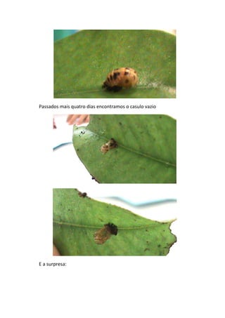 Passados mais quatro dias encontramos o casulo vazio




E a surpresa:
 