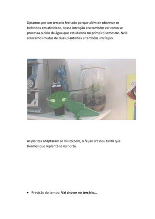 Optamos por um terrario fechado porque além de observar os
bichinhos em atividade, nossa intenção era também ver como se
processa o ciclo da água que estudamos no primeiro semestre. Nele
colocamos mudas de duas plantinhas e também um feijão.




As plantas adaptaram se muito bem, o feijão cresceu tanto que
tivemos que replantá-lo na horta.




   Previsão do tempo: Vai chover no terrário...
 