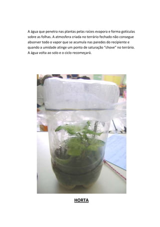 A água que penetra nas plantas pelas raízes evapora e forma gotículas
sobre as folhas. A atmosfera criada no terrário fechado não consegue
absorver todo o vapor que se acumula nas paredes do recipiente e
quando a umidade atinge um ponto de saturação “chove” no terrário.
A água volta ao solo e o ciclo recomeçará.




                             HORTA
 