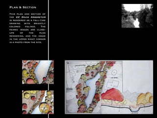 Plan & Section This plan and section of the UC Davis Arboretum is rendered as a fall-time drawing with brightly colored foliage. The paired images are close-ups of the plan rendering, and the image in the upper right corner is a photo from the site.