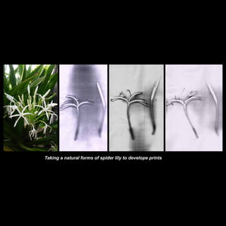 Taking a natural forms of spider lily to develope prints

 