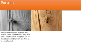 Portrait 
Portrait photography is of people and 
animals, I have chosen to do a wasp that 
is on a wooden beam. This photo can be 
classed as macro because it is a close up 
of a small animal. 
 