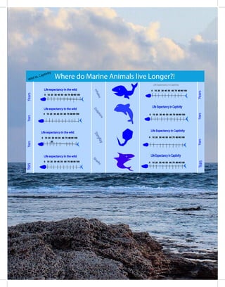 Where do Marine Animals live Longer?!
Life expectancy in the wild
Life expectancy in the wild
Life expectancy in the wild
Life expectancy in the wild
0 10 20 30 40 50 60 70 80 90 100
LifeExpectancyinCaptivity
25
Life Expectancy in Captivity
LifeExpectancyinCaptivity
Life Expectancy in Captivity
0 10 20 30 40 50 60 70 80 90 100
0 10 20 30 40 50 60 70 80 90 100
0 10 20 30 40 50 60 70 80 90 100
0 10 20 30 40 50 60 70 80 90 100
0 10 20 30 40 50 60 70 80 90 100
0 10 20 30 40 50 60 70 80 90 100
0 10 20 30 40 50 60 70 80 90 100
YearsYearsYearsYears
whales
Dolphins
StingRay
Sharks
Wild Vs. Captivity
YearsYearsYearsYears
 